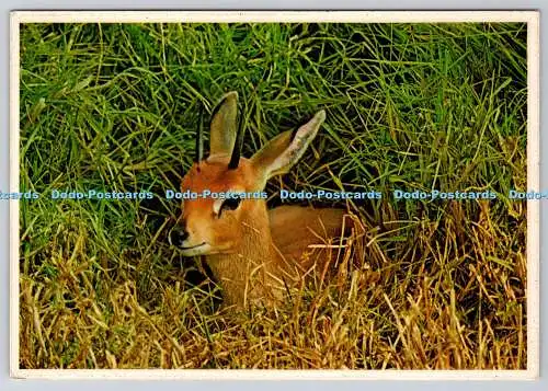 D318764 Südafrika. Steenbuck. Raphicerus campestris. Kunstverlag. Durban.