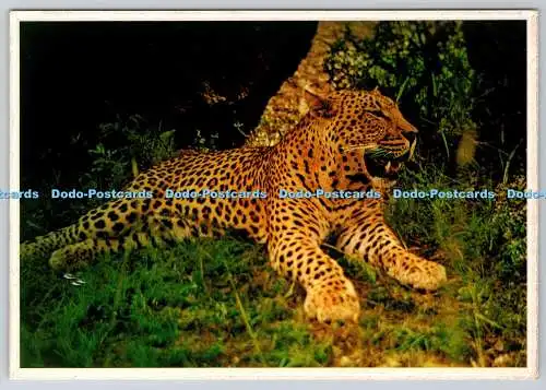 D318765 Südafrika. Leopard. Panthera pardus. Kunstverlag. Durban. ARTCO. P