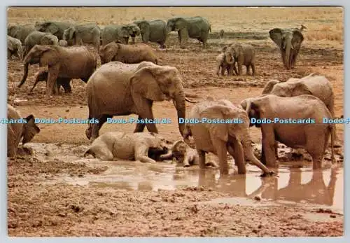 D318767 Simbabwe. Wankie Nationalpark. Elefanten in der Nähe des Hauptlagers. Bildpubl