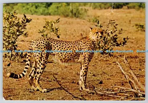 D318771 Wild Life. Gepard oder Acinonyx jubatus erkennt man an schwarzer Gesichtsbehandlung