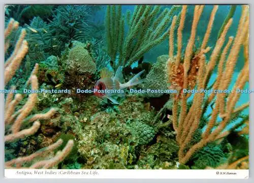 D318775 Westindien. Antigua. Caribbean Sea Life. Hans. W. Hannau. Antigua Hotel