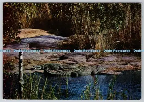 D318790 Krokodile sonnen sich an einem Flussufer. Wildes Leben. Rahmenwürdige Publikationen.