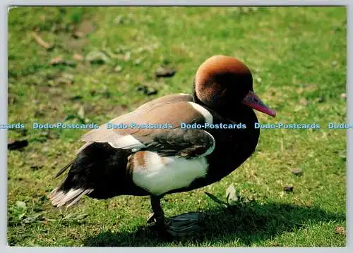 D318794 Red Crested Pochard. Netta rufina. WWT. Wildfowl and Wetlands Trust. Ron