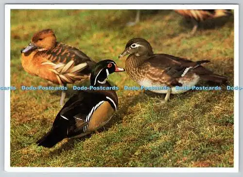 D318795 Tre Duck und Plumed Whistling Duck. Alan Whittaker. WF15. Postkarte