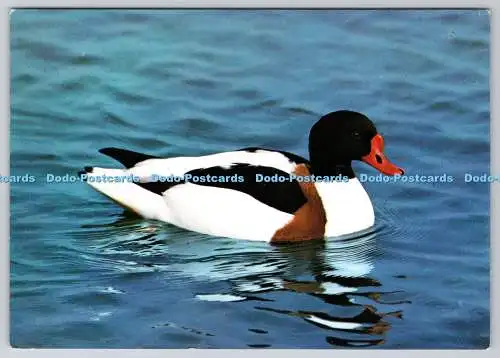D318796 Drake Common Shelduck. Tadorna tadorna. WWT. Wildfowl and Wetlands Trust