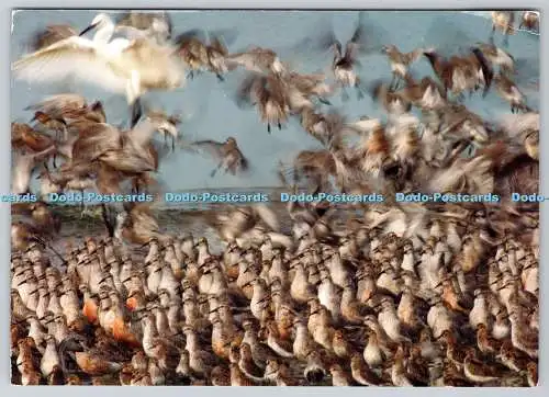 D318839 Kleiner Reiher und Schlafknoten. Andrew Parkinson. RSPB. Royal Society f