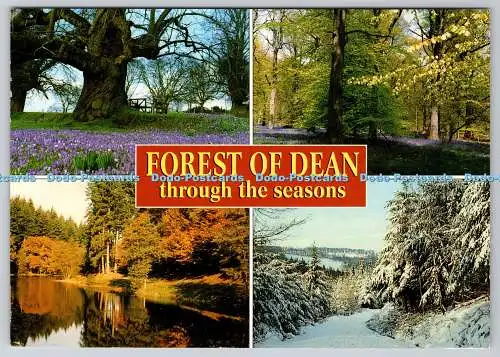 D318857 Forest of Dean durch die Jahreszeiten. J. Salmon. Sevenoaks. Kamerafarbe P