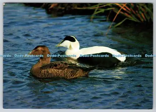 D318875 Eiders. Seaducks. WWT. Wildfowl and Wetlands Trust. Postkarte