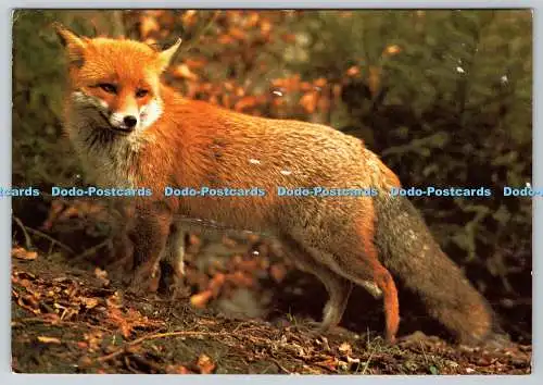 D316075 Rotfuchs. Vulpes vulpes. Hans Reinhard Bruce Coleman. J. Arthur Dixon. Du