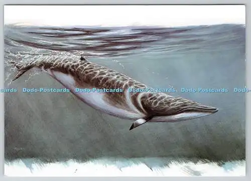 D318881 Zwergwal. Dr. Jeremy Paul. Isle of Man Post Office 1998. Bridson und