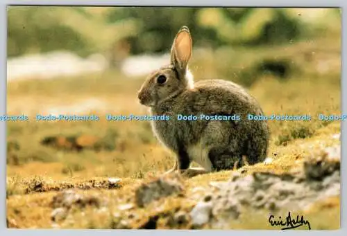 D316100 Kaninchen sonnen sich im New Forest. Franchise Publications Ltd. Bournem