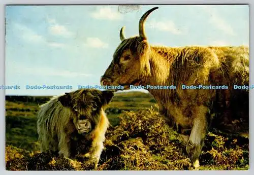 D316103 Hochlandkuh und Kalb. Schottland. Kerl widerristet. J. Arthur Dixon. Inverness