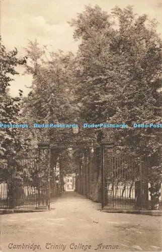R611431 Cambridge Trinity College Avenue F Frith No 60816