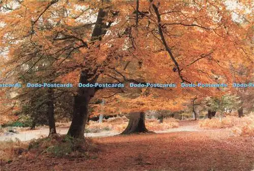 D231617 New Forest Underley bei Burley Autumn Beeches Franchise Publications Lt