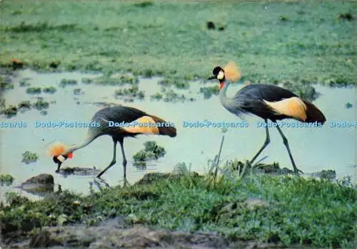 D235720 Uganda Crowned Crane Queen Elizabeth National Park J Arthur Dixon Africa
