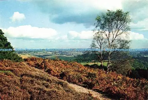 D233471 Surrey Newlands Corner bei Guildford J Arthur Dixon Ltd K Scowen