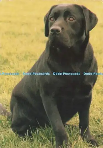 D238280 Labrador Retriever E T W Dennis