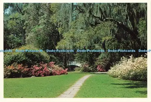 D229145 Magnolia Gardens Charleston County S C Charleston Postkarte Co Dexter Pr