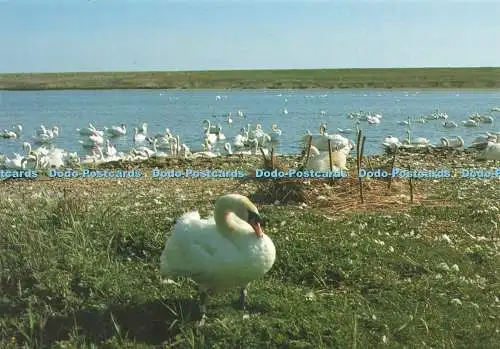 D236176 Dorset Ein Nest spät neu geschlüpfter Cygnets Jarrold