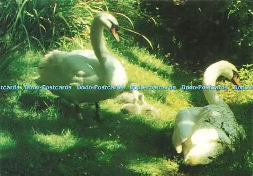 D236177 Dorset Swans and Sunlight Abbotsbury Swannery Jarrold