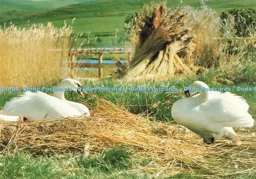 D236178 Abbotsbury Der ideale Nistplatz mit allem Material zur Hand Jarrold