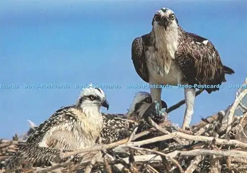 D236180 Osprey J Arthur Dixon Yossi Eshbol Bruce Coleman