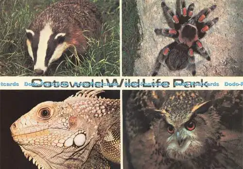 D232616 Cotswold Wild Life Park Dachskopf Leguan Uhu Foto Präzision