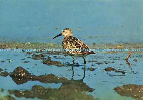 D236200 Lappland Dunlin Vita Nova