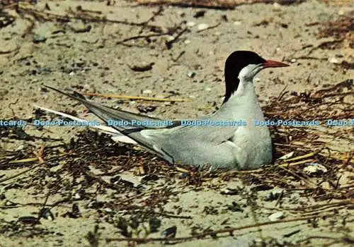 D236201 Arctic Tern Vita Nova