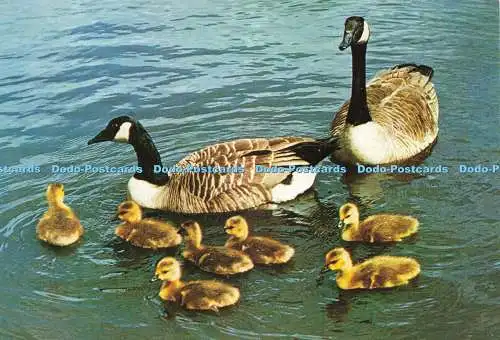 D236202 Canada Goose J Salmon