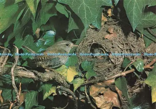 D236206 Zaunkönig J Arthur Dixon Set Nr. 5 vertraute britische Vögel Richard Vaughan