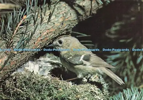 D236209 Goldcrest J Arthur Dixon Set No 5 Familiar British Birds R T Smith
