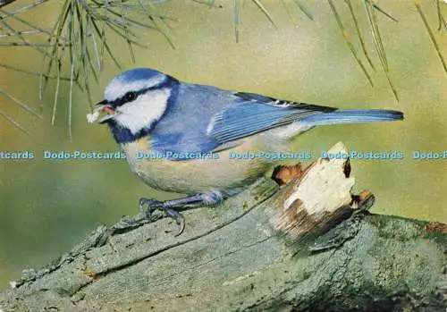 D236210 Blaumeise J Arthur Dixon L H Newman