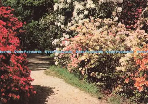 D232632 Sussex Horsham Leonardslee Gardens One of the Garden Paths Photo Precisi