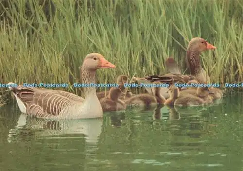 D236211 The Greylag Goose Jarrold