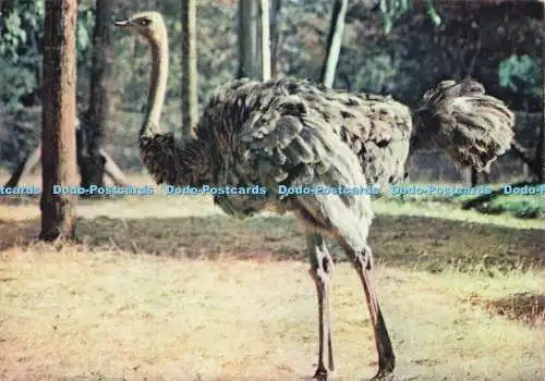 D236213 Ostrich J Arthur Dixon African Wild Life Series