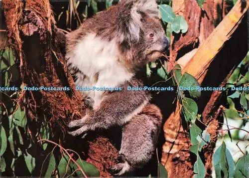 D232635 Koala National View von Murfett Pty Ltd
