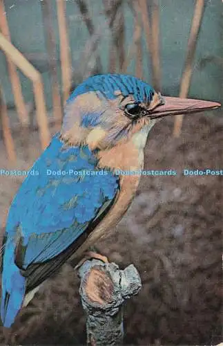 D233964 Pygmy Kingfisher Tour Rhodesien und Nyasaland Kingston Ltd Roy Creeth