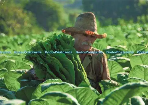 D238542 Cuba Guillermo Seijo Nodarse