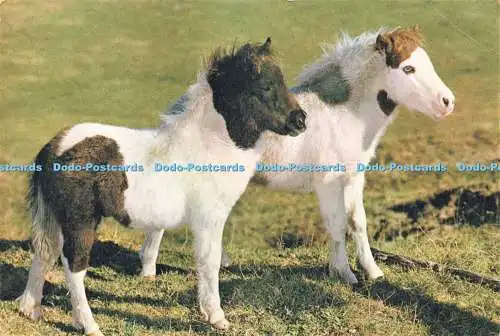 D236232 Shetland Ponys J Arthur Dixon Guy Withers