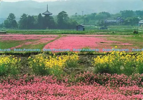D238555 Der Weg zu Yamato Blumenfeldern in der Nähe von Hokkiji Tempel Nara NBC 1974