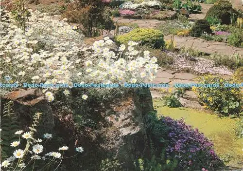 D234003 England Royal Horticultural Society Garden Anthemis Cupaniana on the Roc
