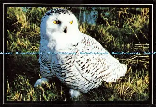 D229369 Schneeeule Dexter Color Ltd