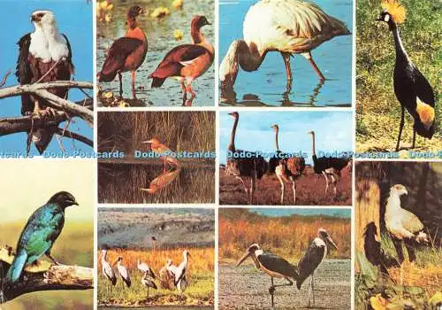 D238591 Afrikanische Vögel Ostafrika The Rodwell Press Frank 1987 Multi View