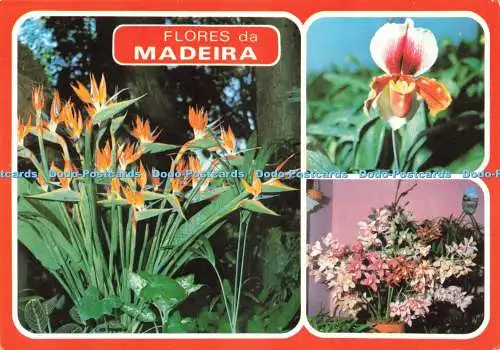 D236284 Flore Da Madeira Bernardino V G Carvao Multi View