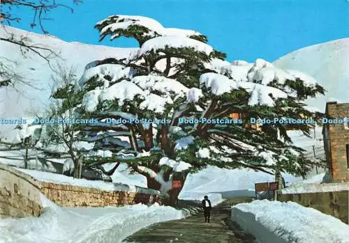 D232732 Liban Millenary Cedar Tree Telko Sport