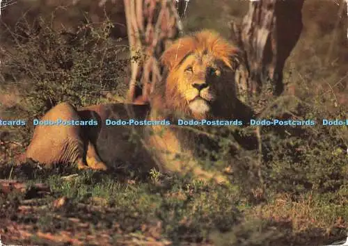 D232734 South Africa Lion Art Publishers Ltd No 80
