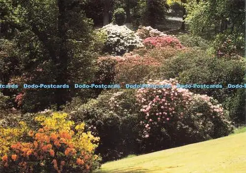 D234070 Wiltshire Calne Bowood Azaleen im Waldgarten Beric Tempest und