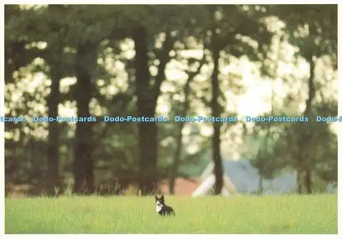 D229445 Cat Art Unlimited Martin Kers 1989