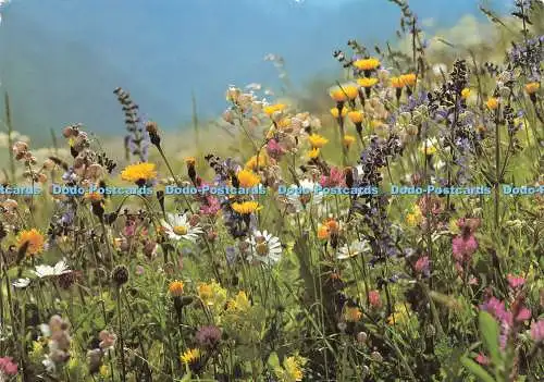 D229455 Wildblumen Engadin Presse AG Chromolux
